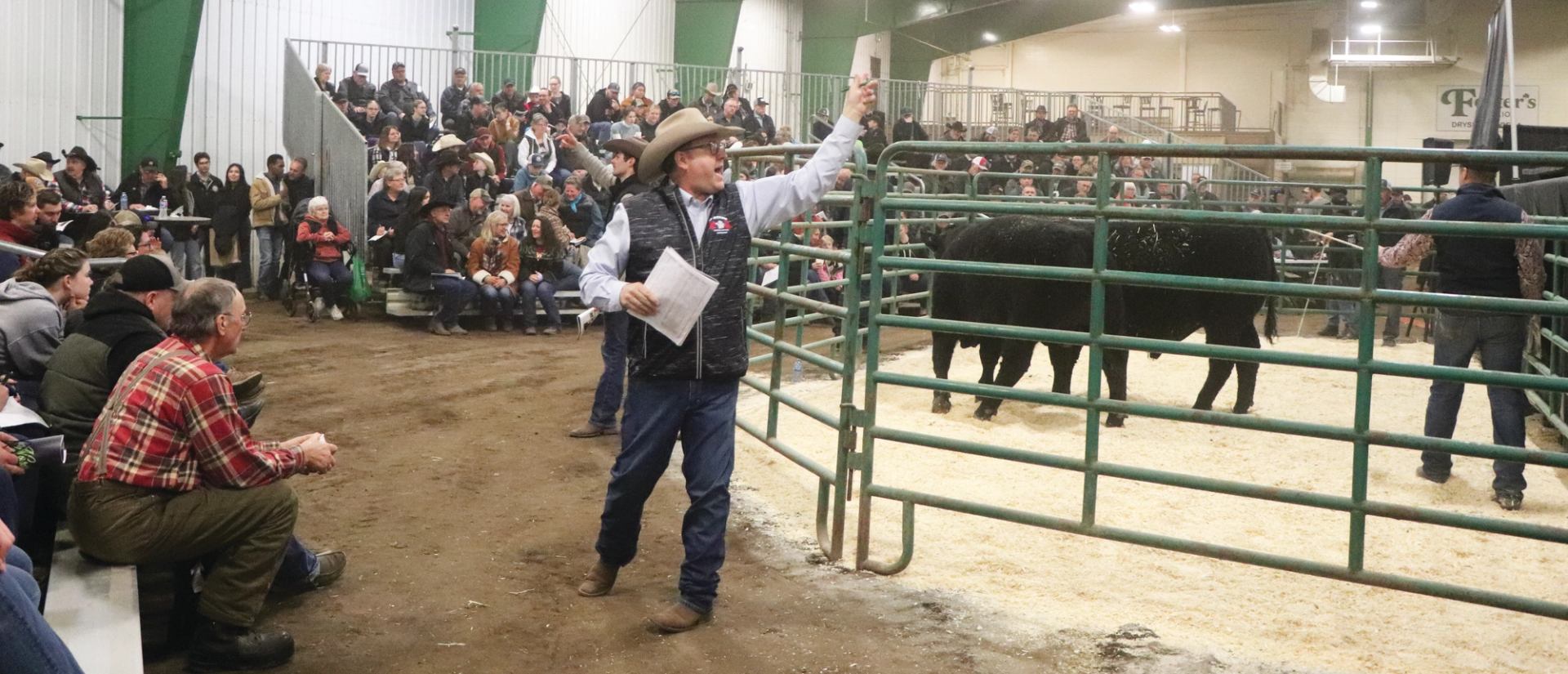 Crowd watching a livestock auction with cattle inside a gated ring