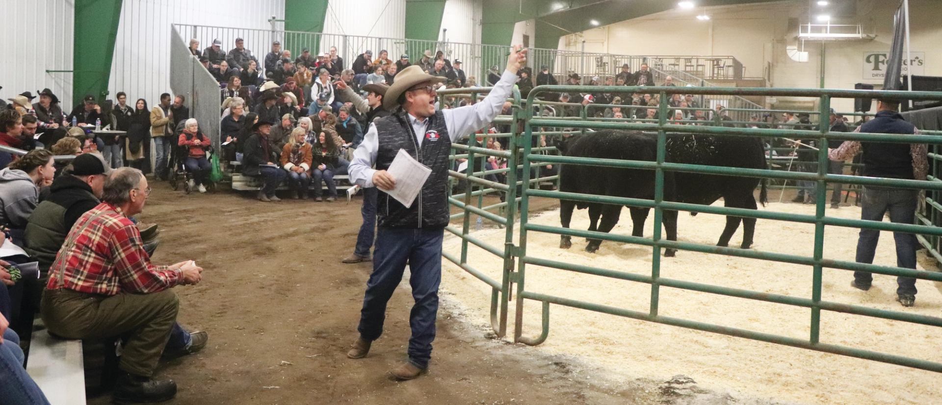 Crowd watching a livestock auction with cattle inside a gated ring