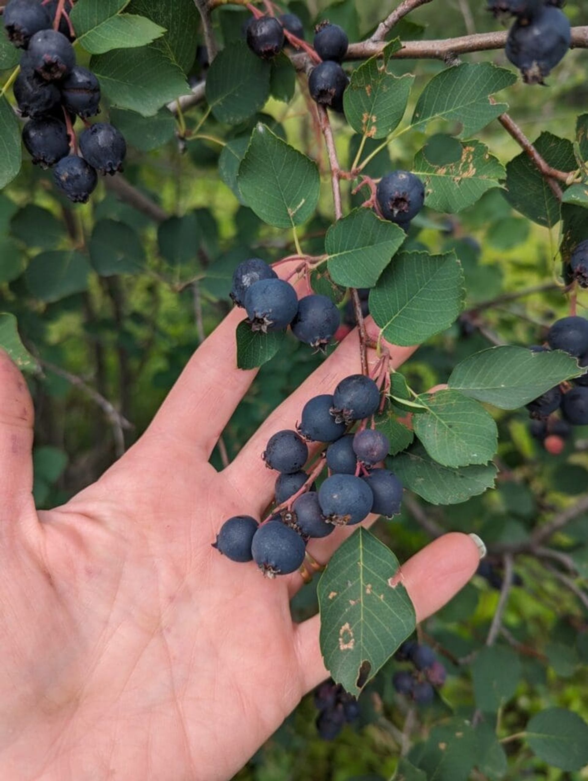 Hand holding a branch of dark blue berries with green leaves outdoors.