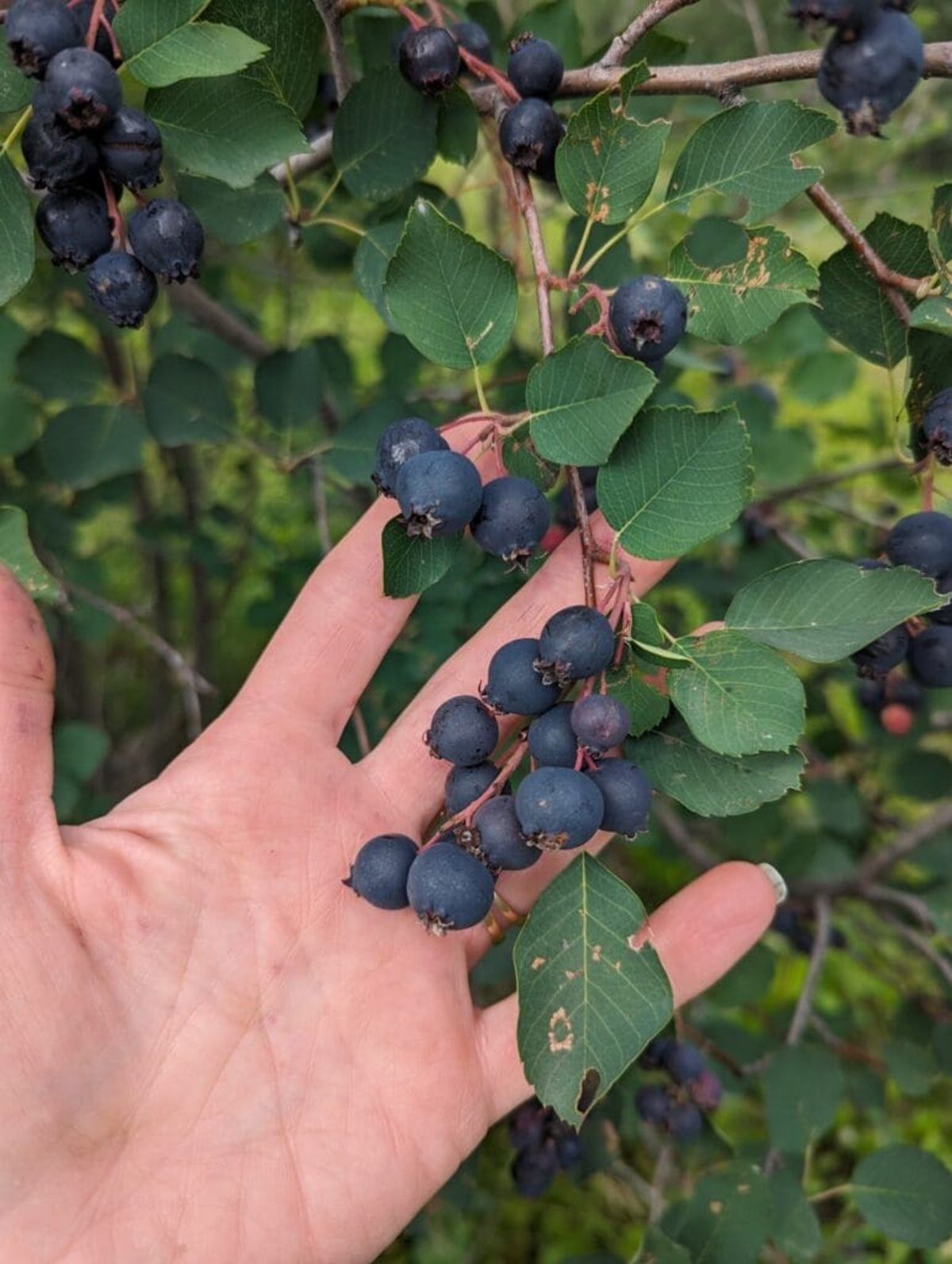 Hand holding a branch of dark blue berries with green leaves outdoors.