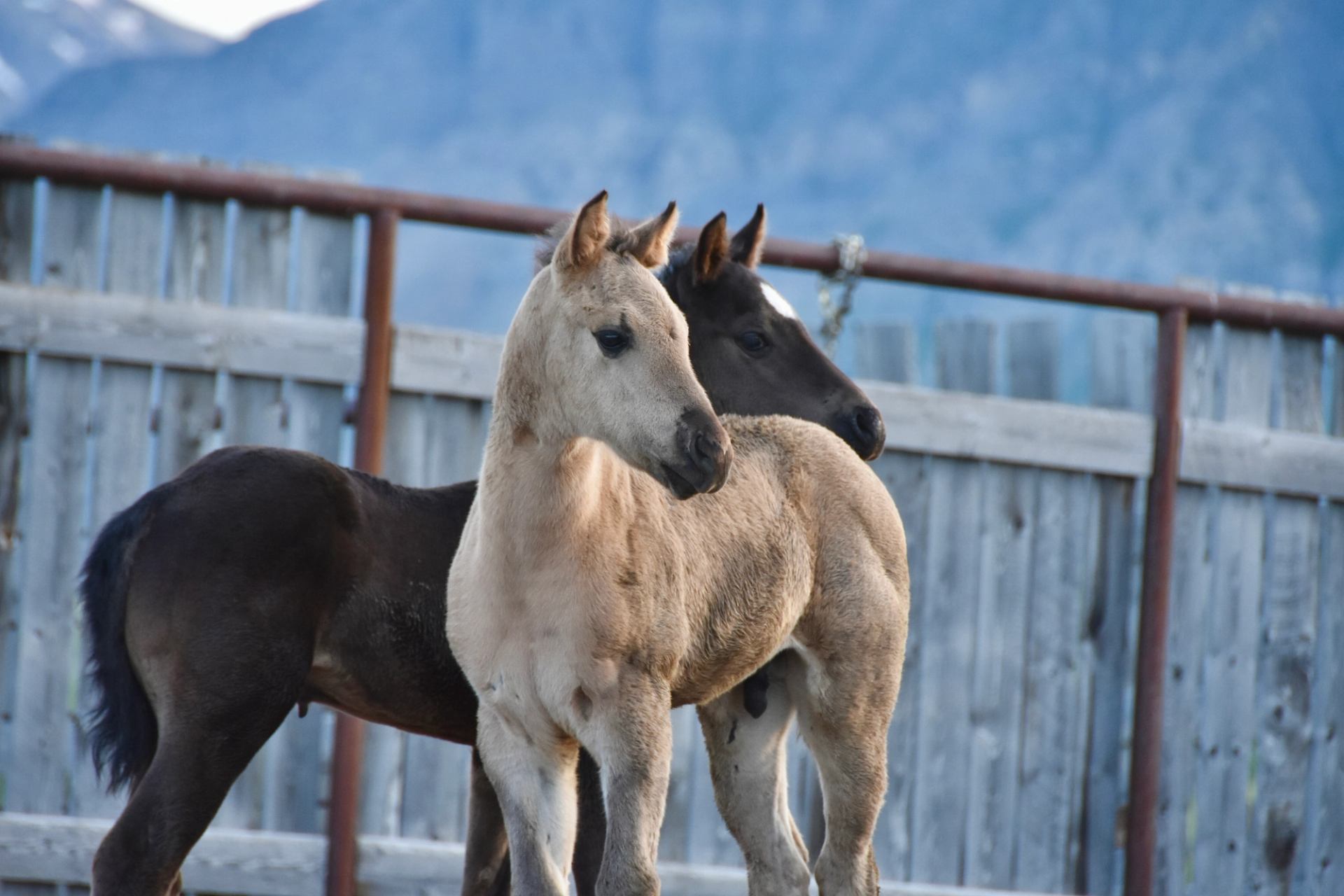 Two young horses stand close together in a fenced paddock with mountains behind.