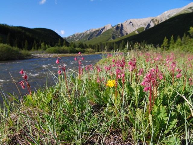 Beautiful flowers along the shoreline