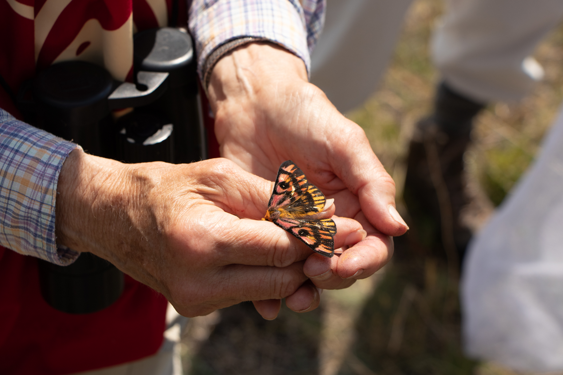 A volunteer holds a pink and orange butterfly at the BioBlitz event