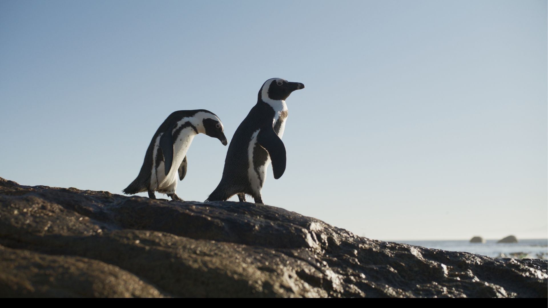Two penguins walking together atop dark coastal rocks, with the ocean and open sky behind them.