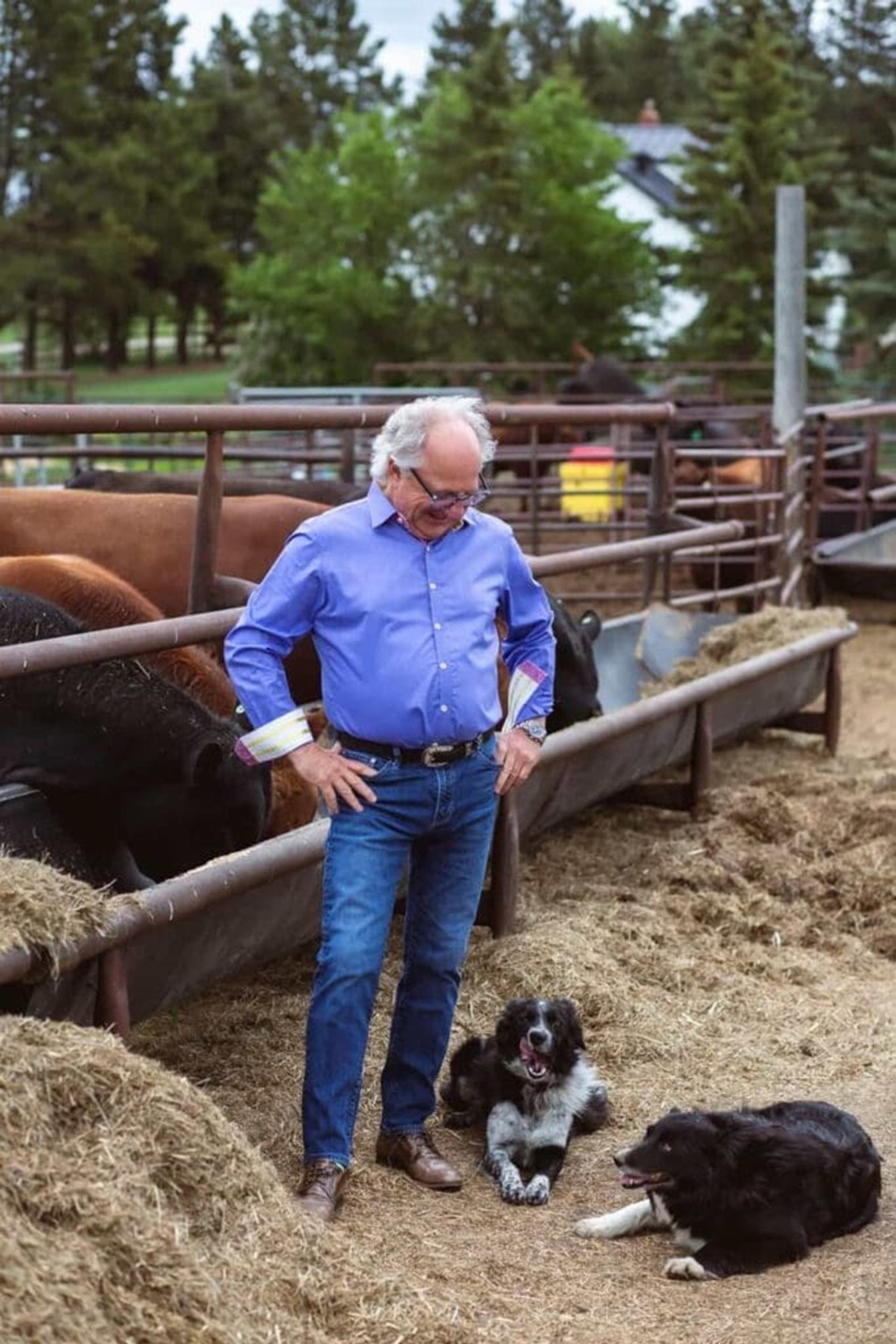 Person in blue shirt stands by cattle pen with two dogs on straw-covered ground.