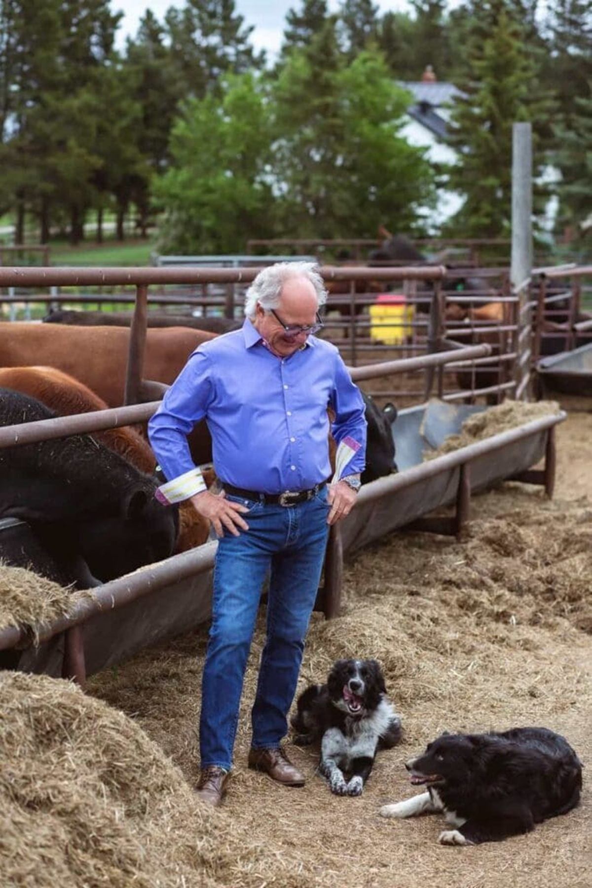 Person in blue shirt stands by cattle pen with two dogs on straw-covered ground.