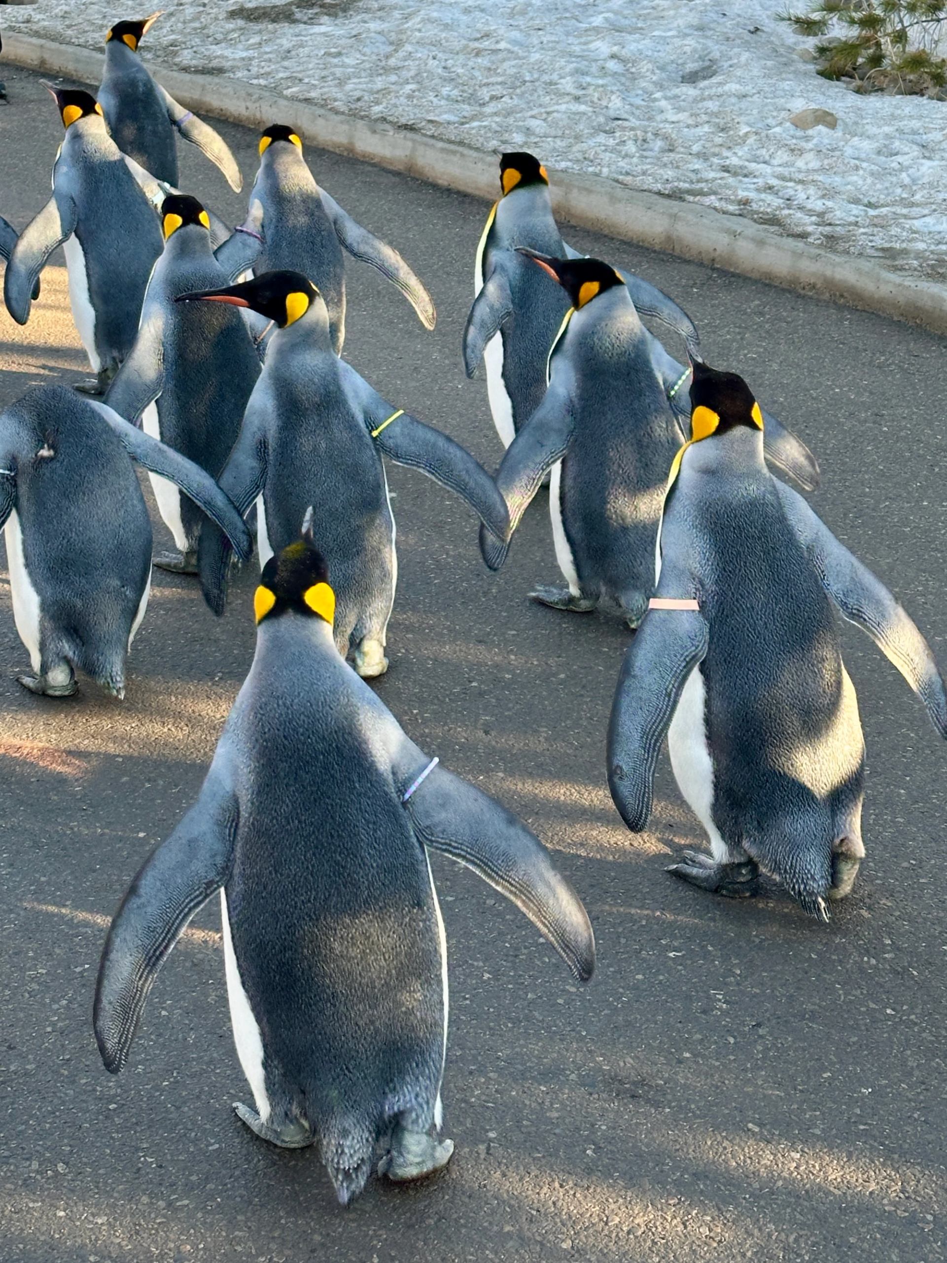 Group of king penguins waddling together along a paved path bordered by snow during a winter zoo walk.