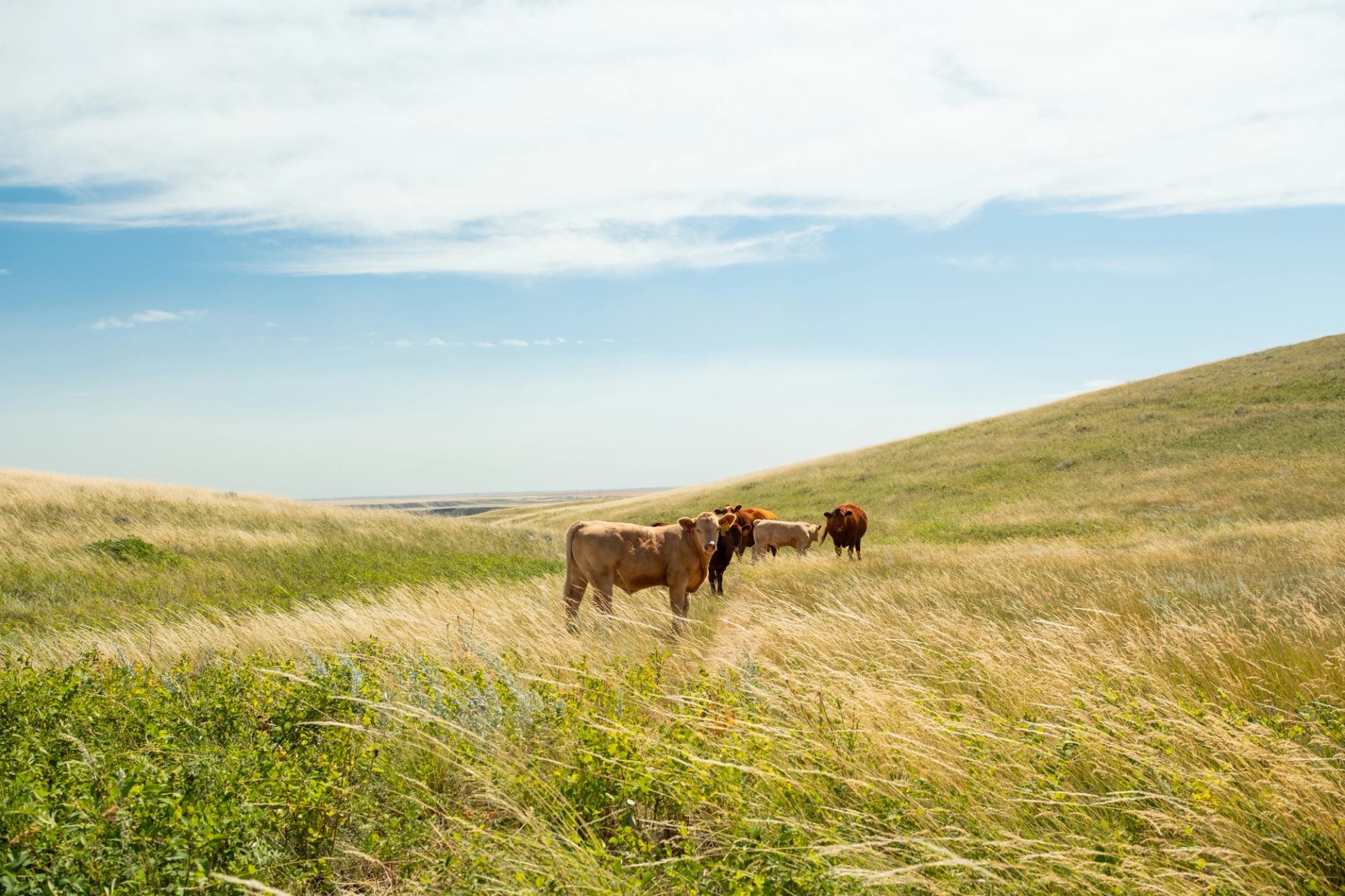 Horses near the Majorville Cairn and Medicine Wheel.