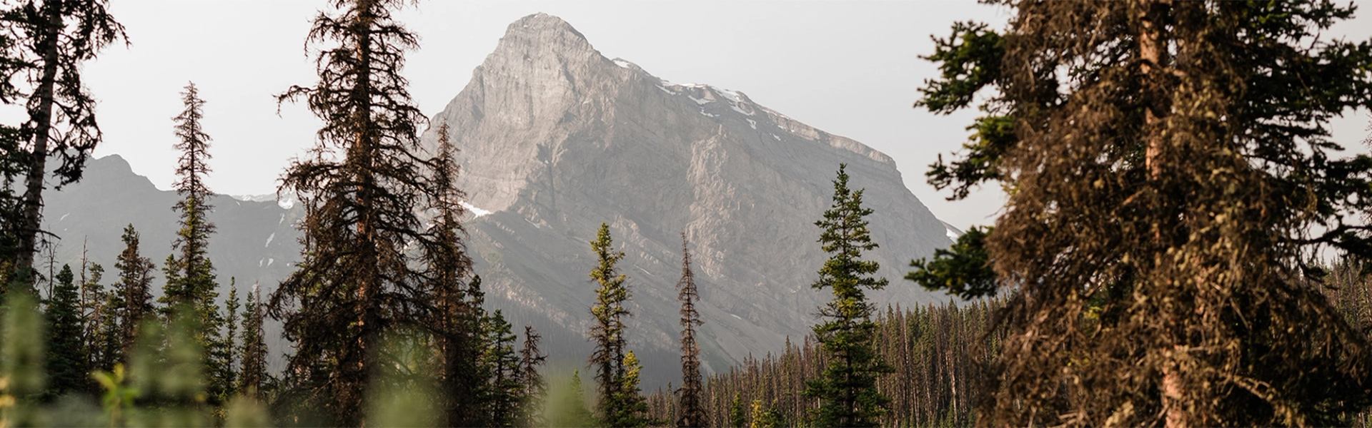 Rocky mountain peak with light snow rises behind dense evergreen forest.