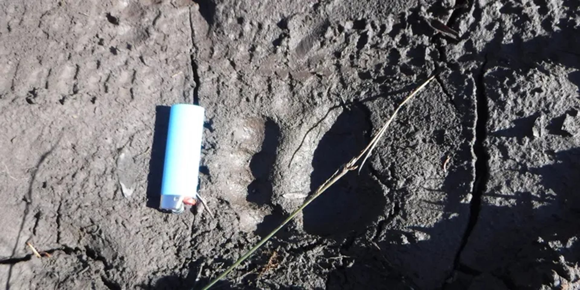 Blue lighter lying beside large animal footprint in cracked, dried mud.