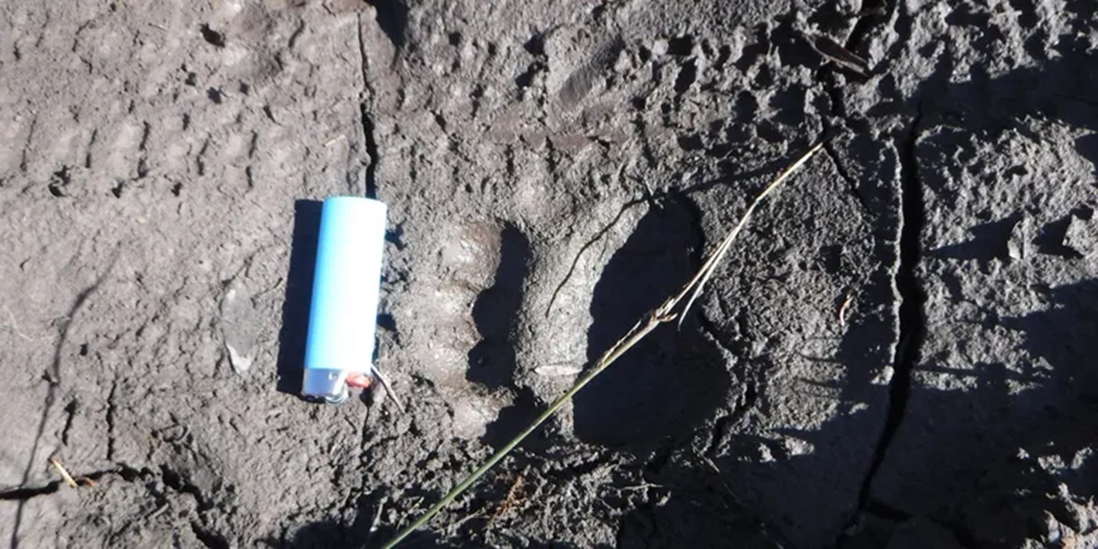 Blue lighter lying beside large animal footprint in cracked, dried mud.