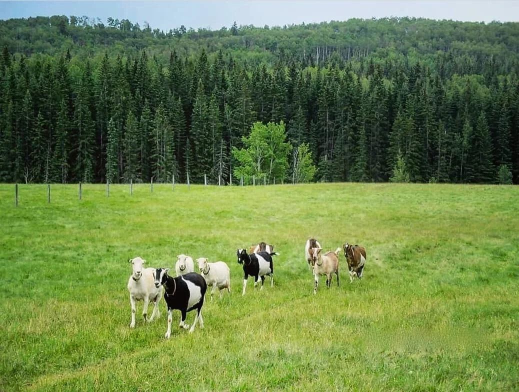 Early Dawn Farm Water Valley, Alberta