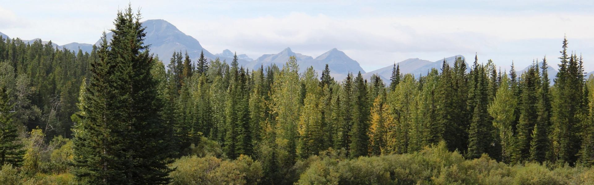 Watson Creek Campground View of the tree line