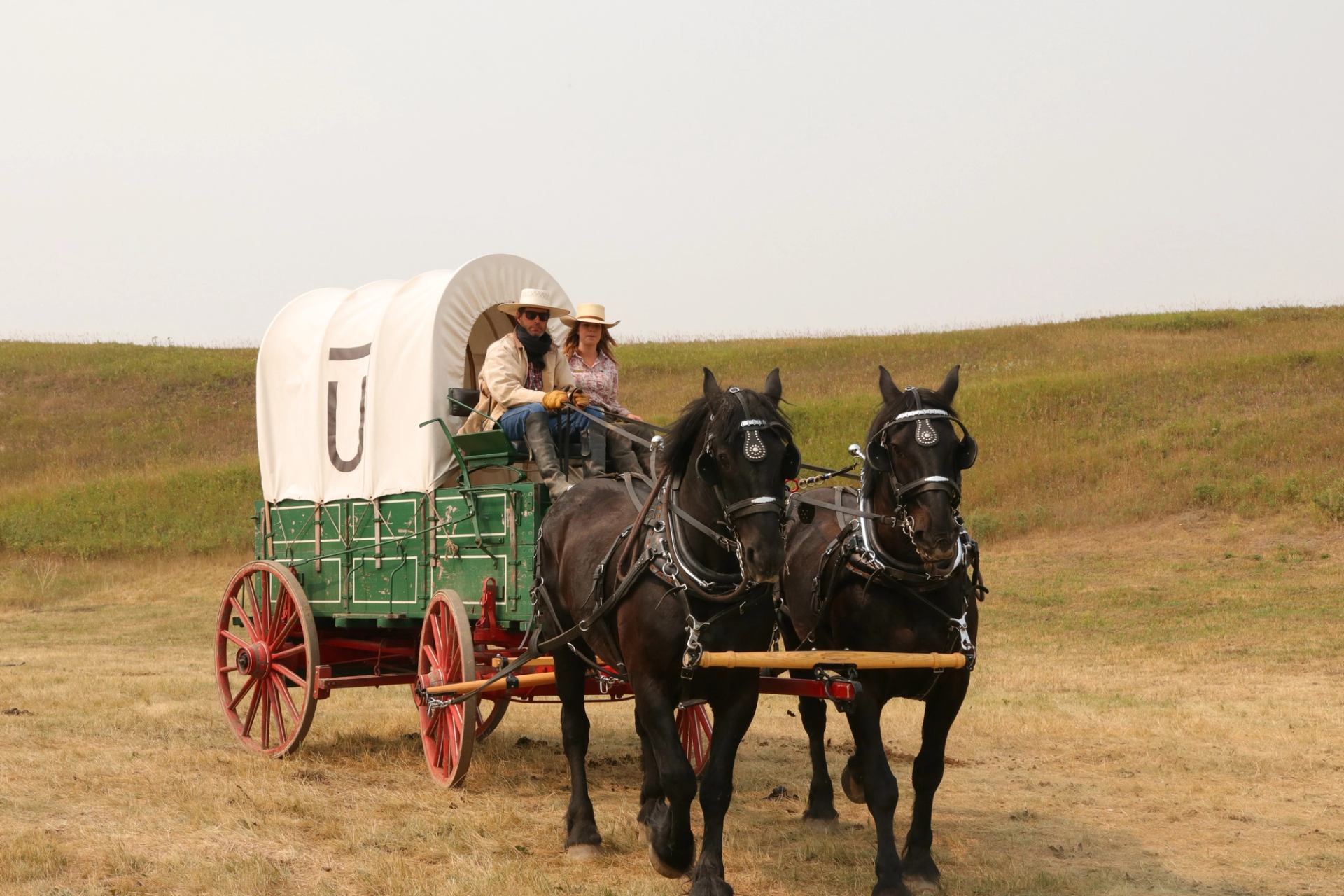 Two black horses pull the Bar U chuckwagon through a grassy field at the Old Time Ranch Rodeo, Bar U Ranch