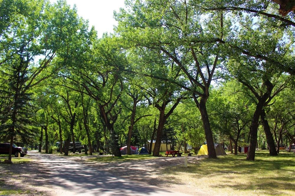 Tree-lined campground road with tents and picnic tables scattered under bright summer skies.