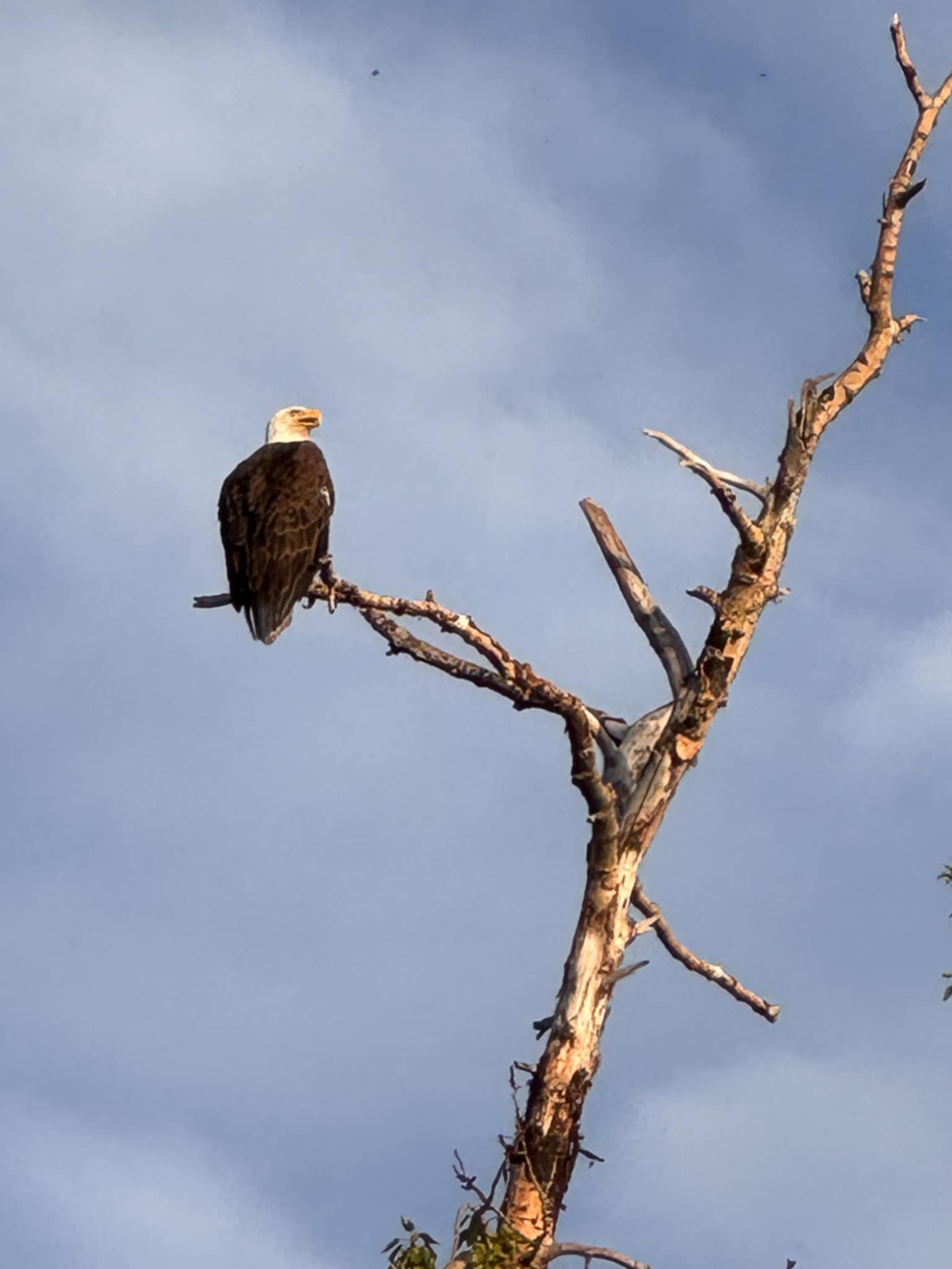 An eagle on a branch