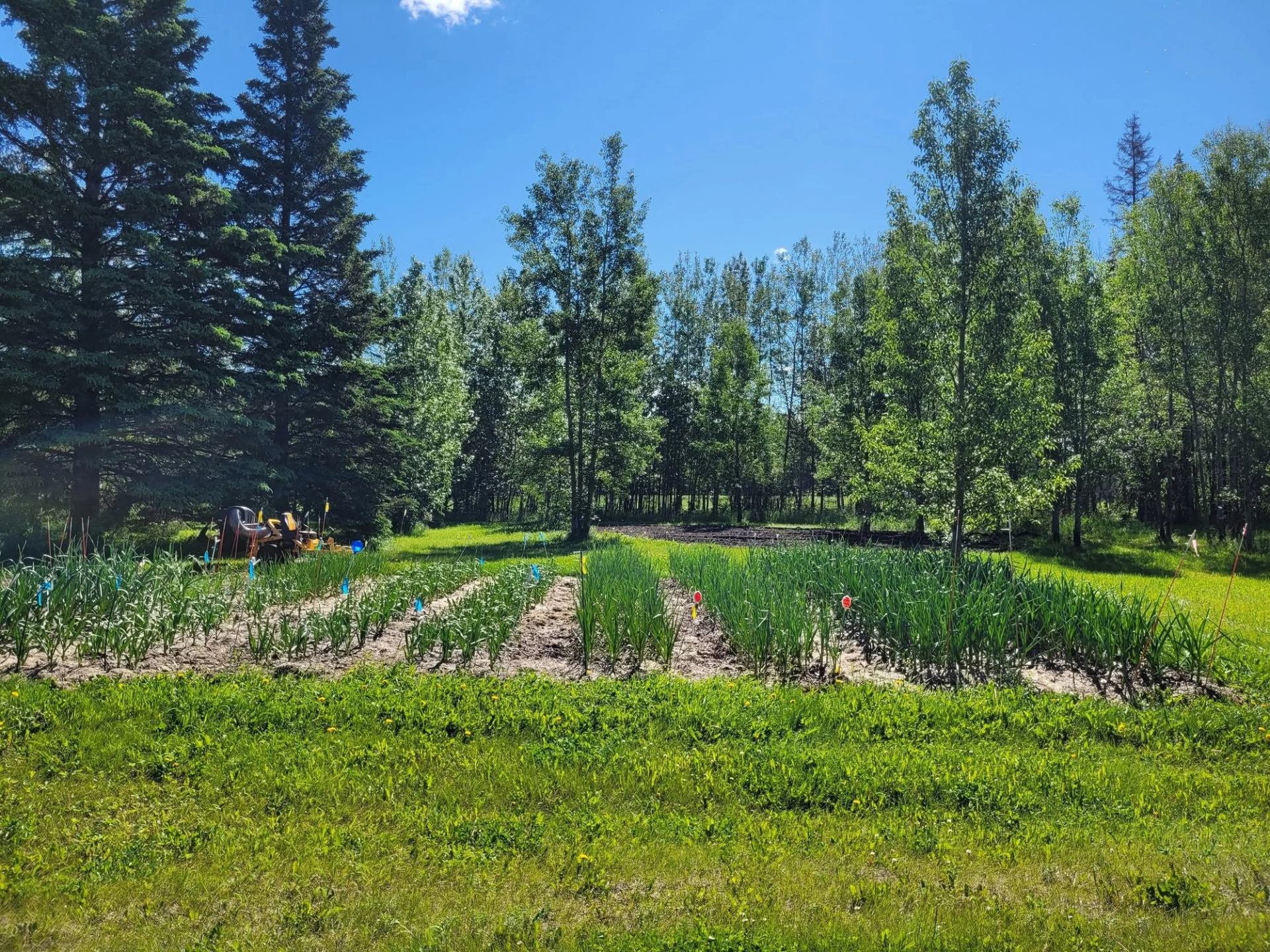 Neat rows of garlic grow in a sunny garden bordered by trees, grass, and a clear blue sky.