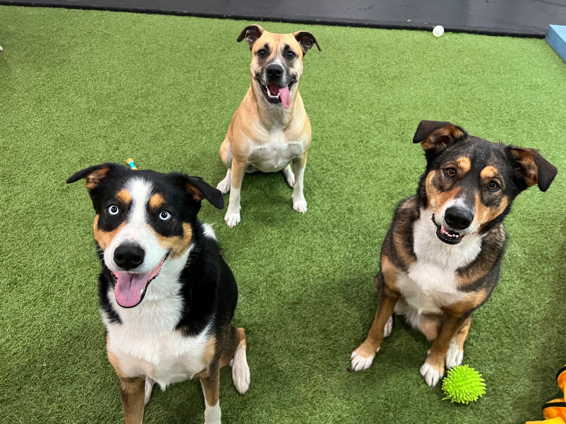 Trio of dogs on artificial grass at Fantasia Dog Daycare, one with a ball near its paw.