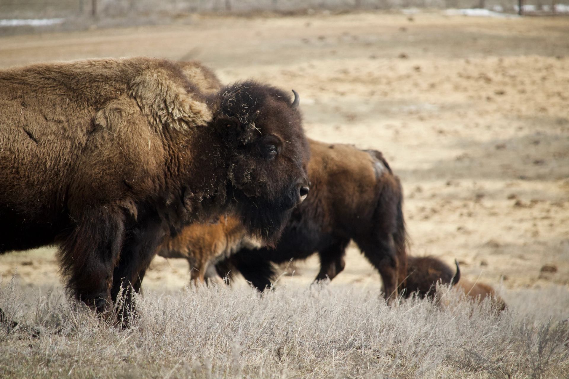 Bison herd walks through dry grassland with sandy, open prairie in background.