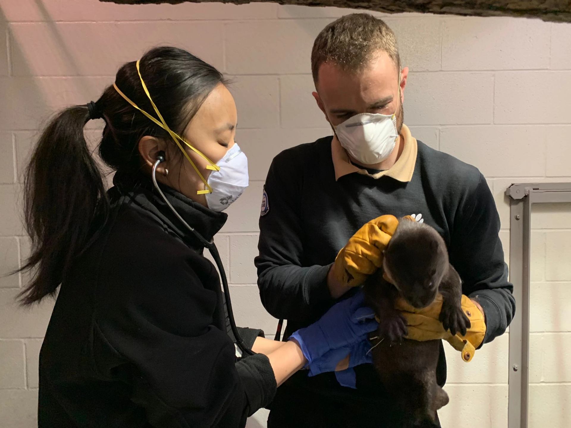 Two masked workers examine a small otter, using gloves and a stethoscope indoors.