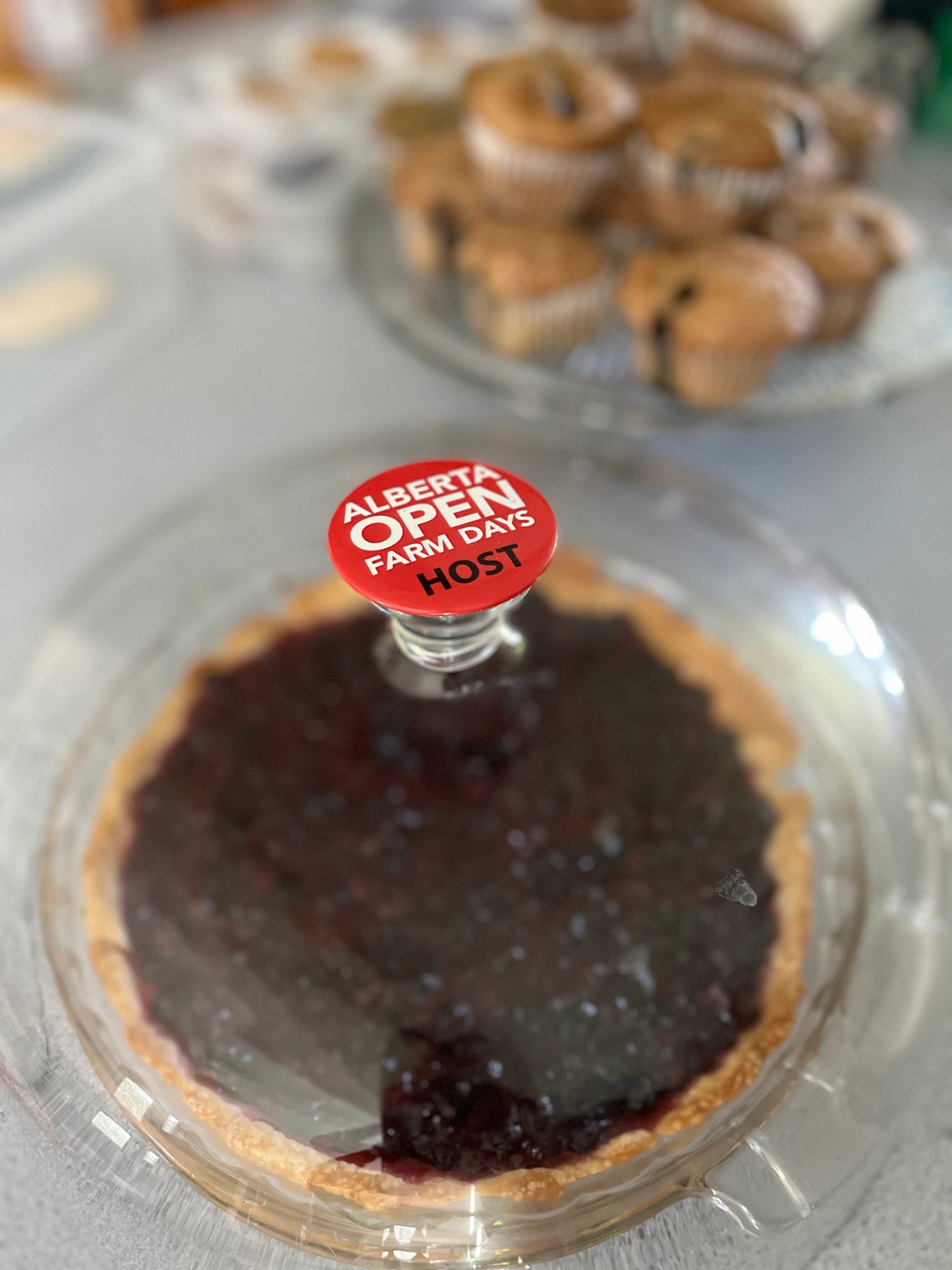 A berry pie under a glass dome with muffins in the background.