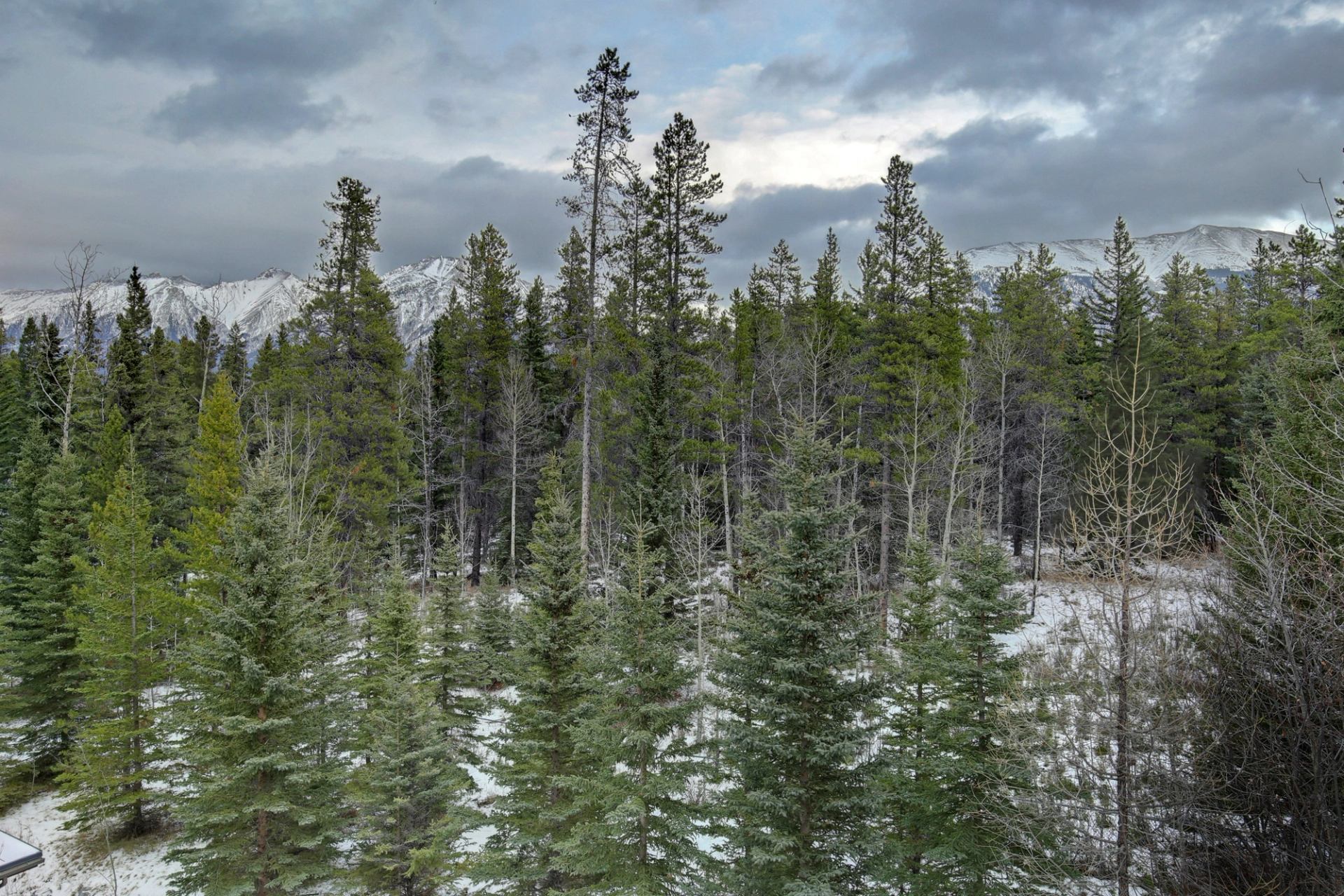 View of snowy forest with tall evergreens and distant mountains under cloudy sky.