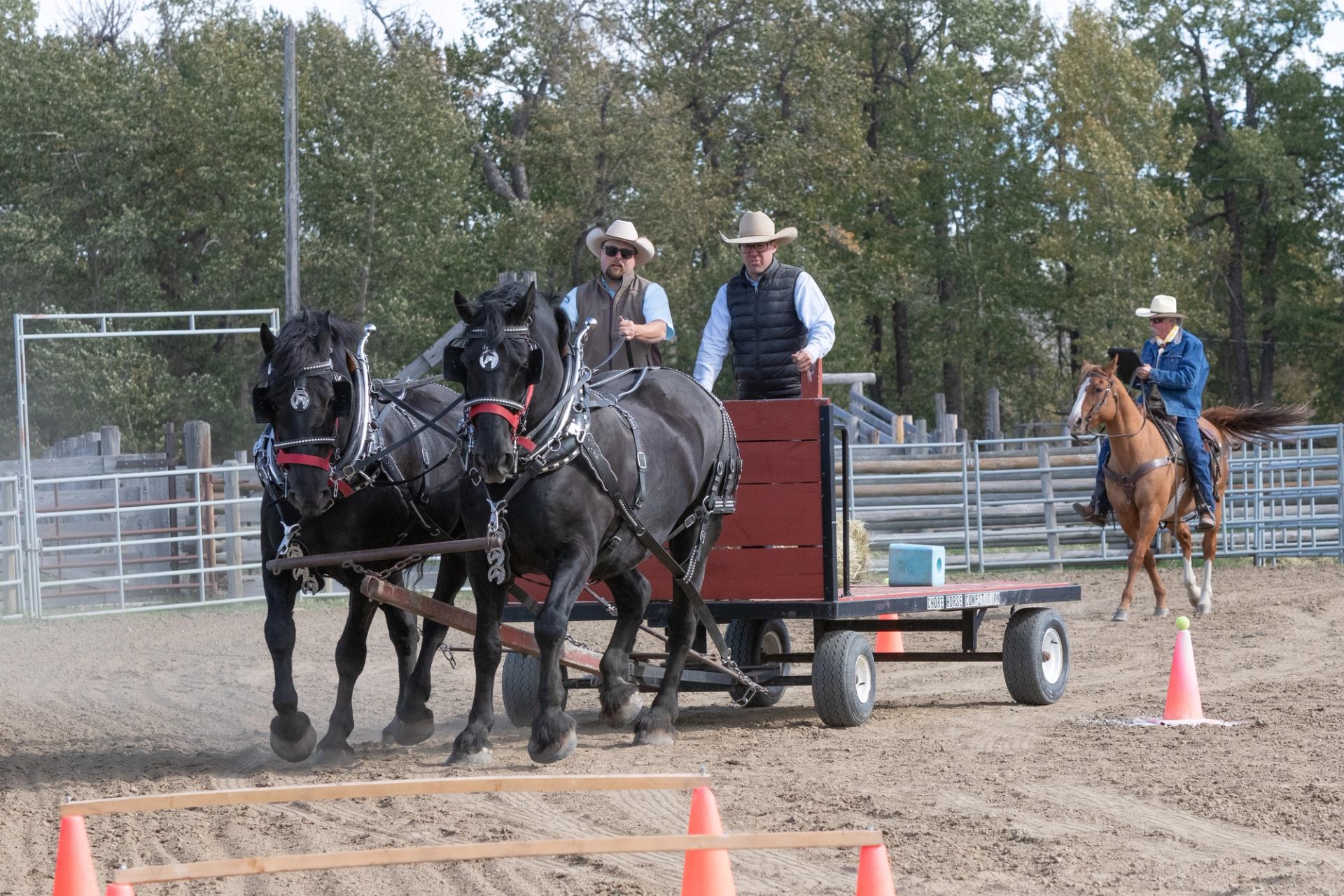 Draft horses pull a wagon through cones while riders and handlers guide the team.