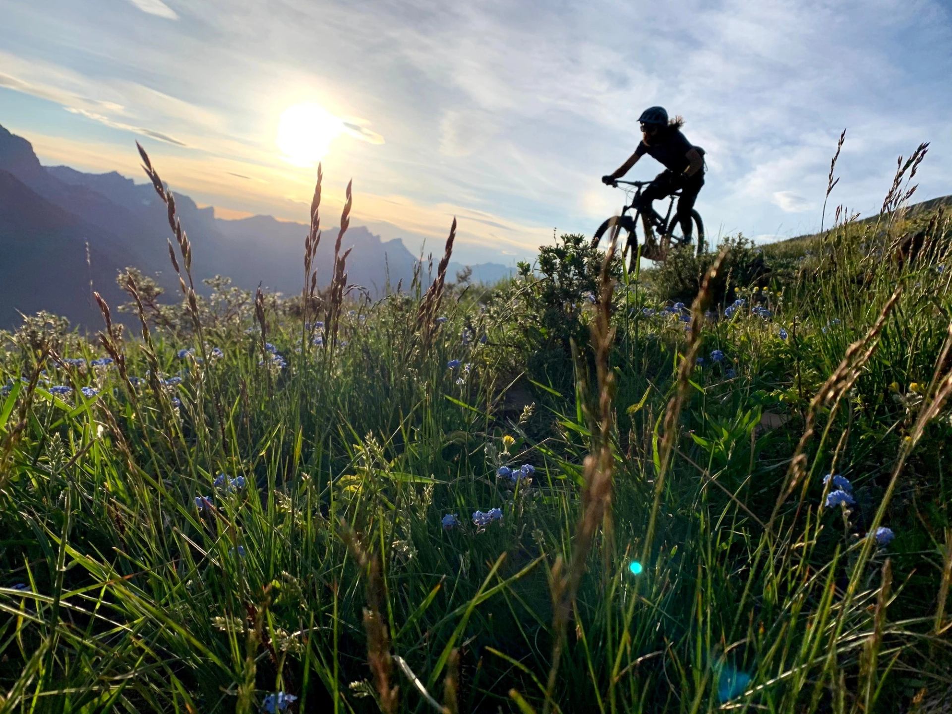 Cyclist riding on a grassy mountain trail at sunset with wildflowers in the foreground.