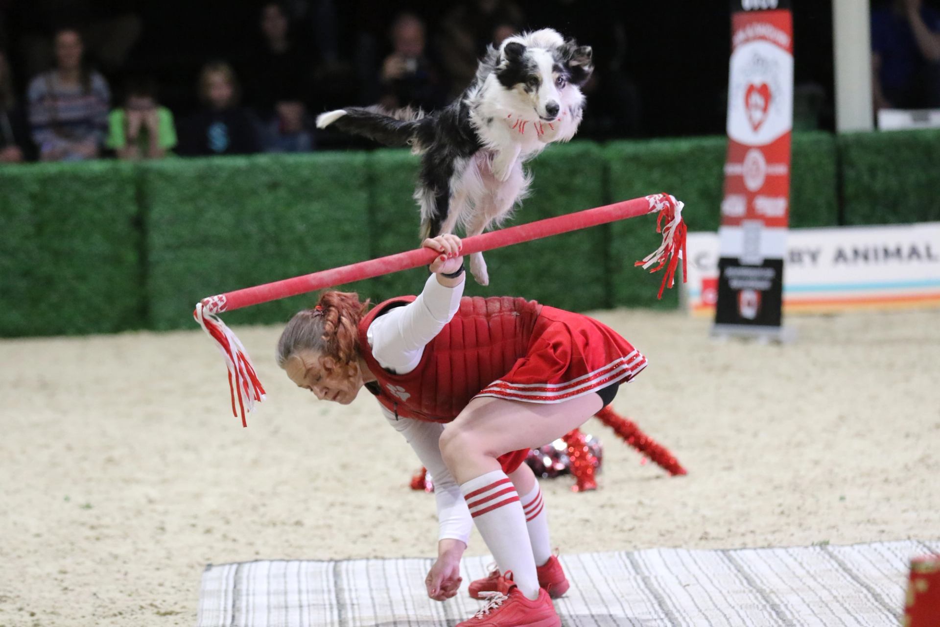 Dog leaping over a raised bar held by a performer in a red cheer outfit.