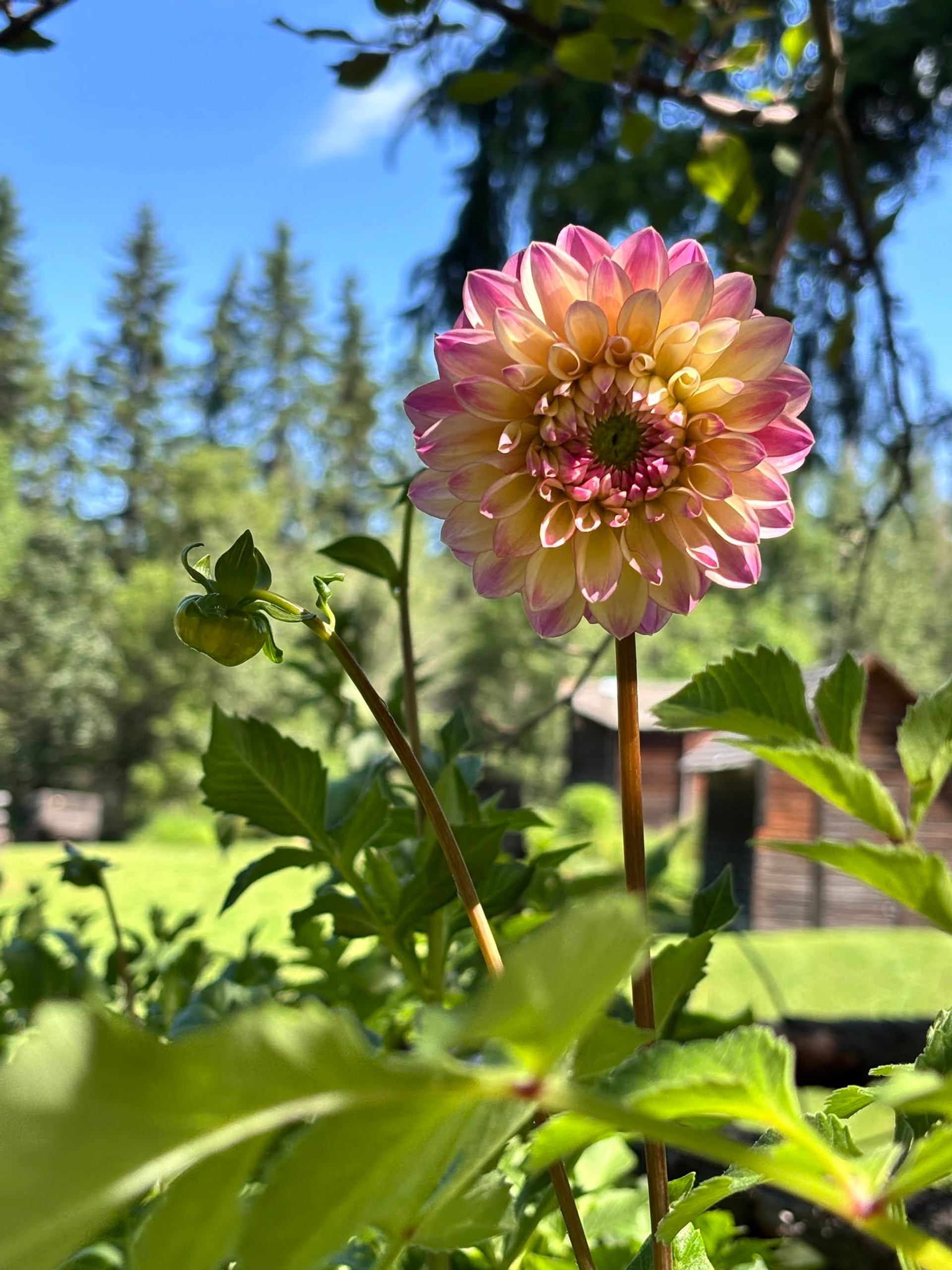 Pink and cream dahlia flower stands tall among green leaves with trees and garden buildings nearby.