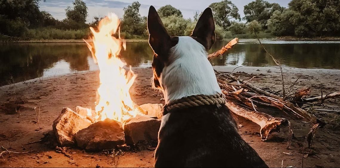 A dog sits beside a campfire near a calm riverbank surrounded by trees and natural scenery.