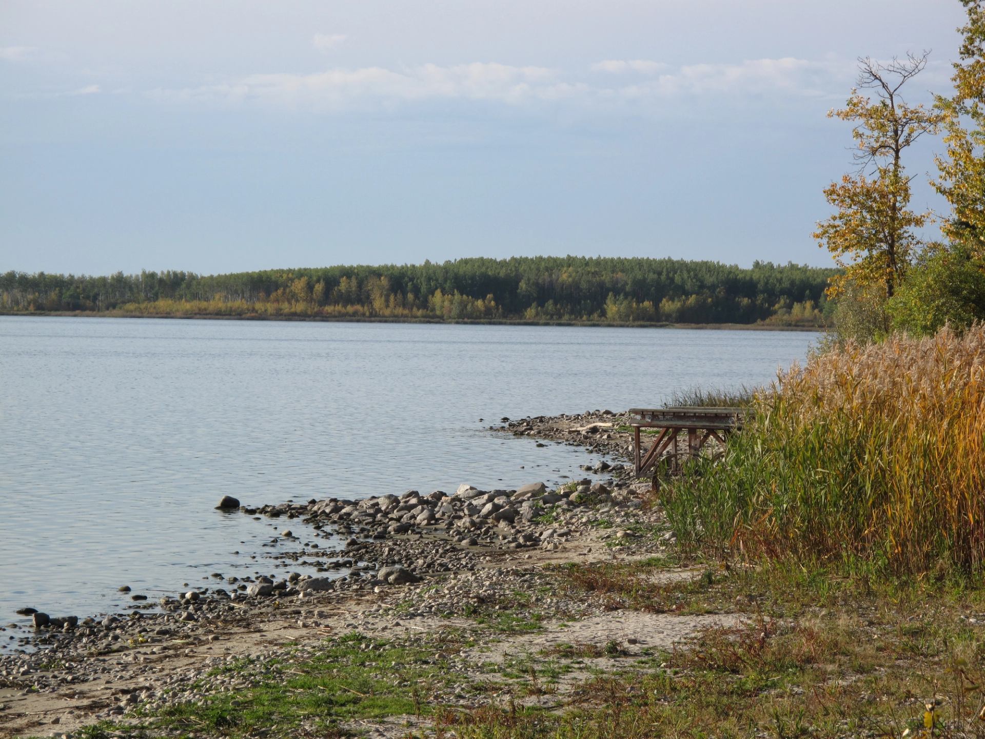 Rocky lakeshore with tall grasses and distant forest under a soft, cloudy sky.