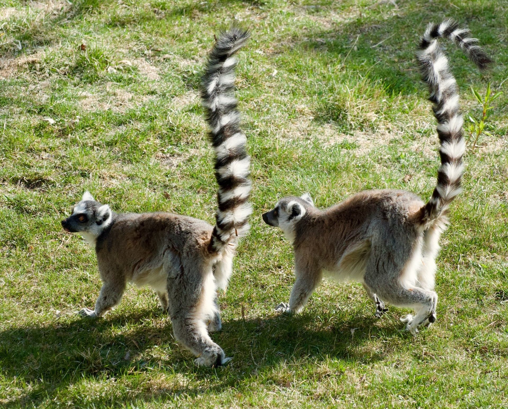 Two ring-tailed lemurs walking on grass with striped tails raised upright.