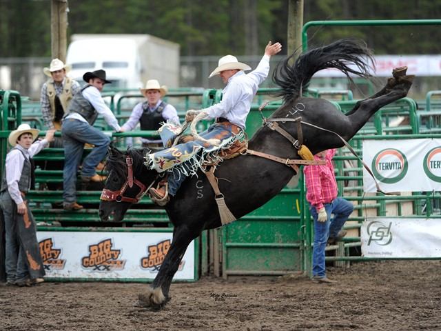 Rodeo rider on a black bull in a green arena at Grande Prairie Stompede.
