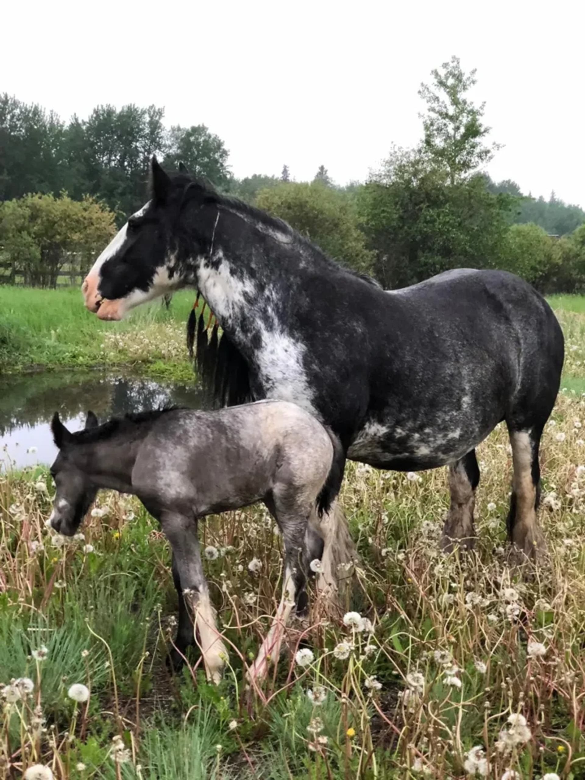 Black and white horse and foal stand in tall grass beside a small pond.