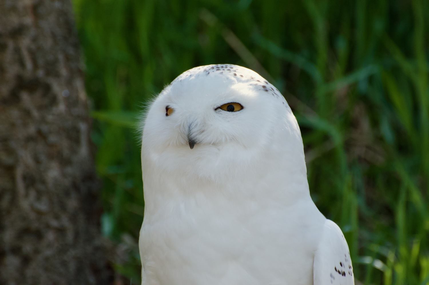 Snowy owl with yellow eyes stands in front of blurred green grass.