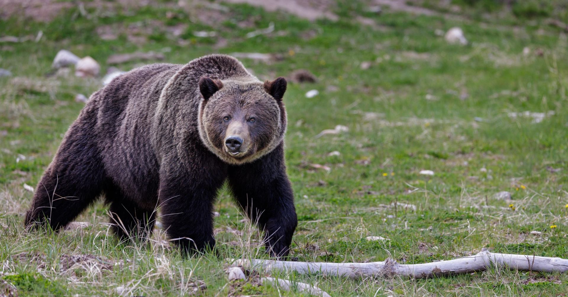 Grizzly bear standing on grassy field with scattered rocks and fallen tree branch.