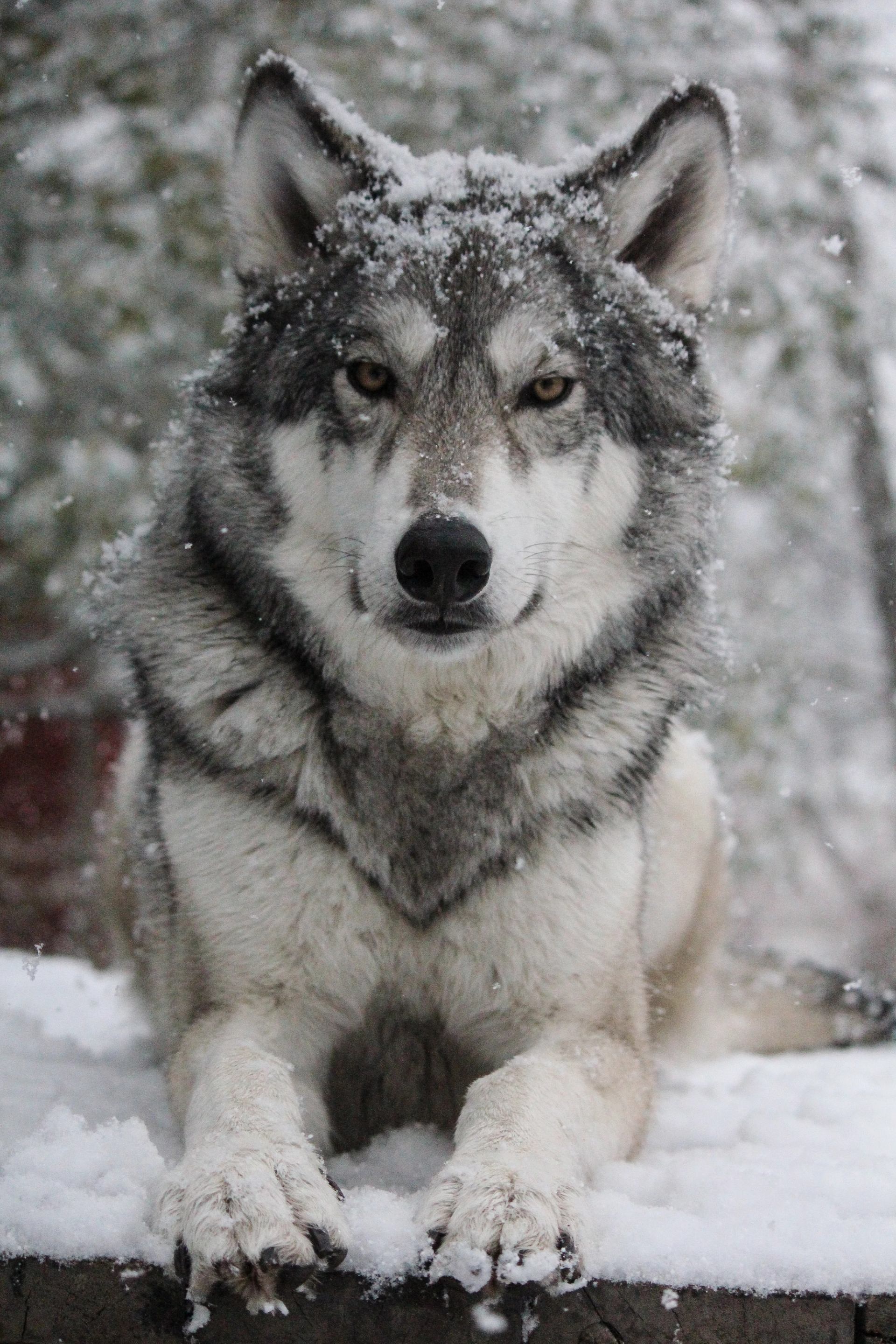 Wolfdog lying in snow, looking alert at Yamnuska Wolfdog Sanctuary.
