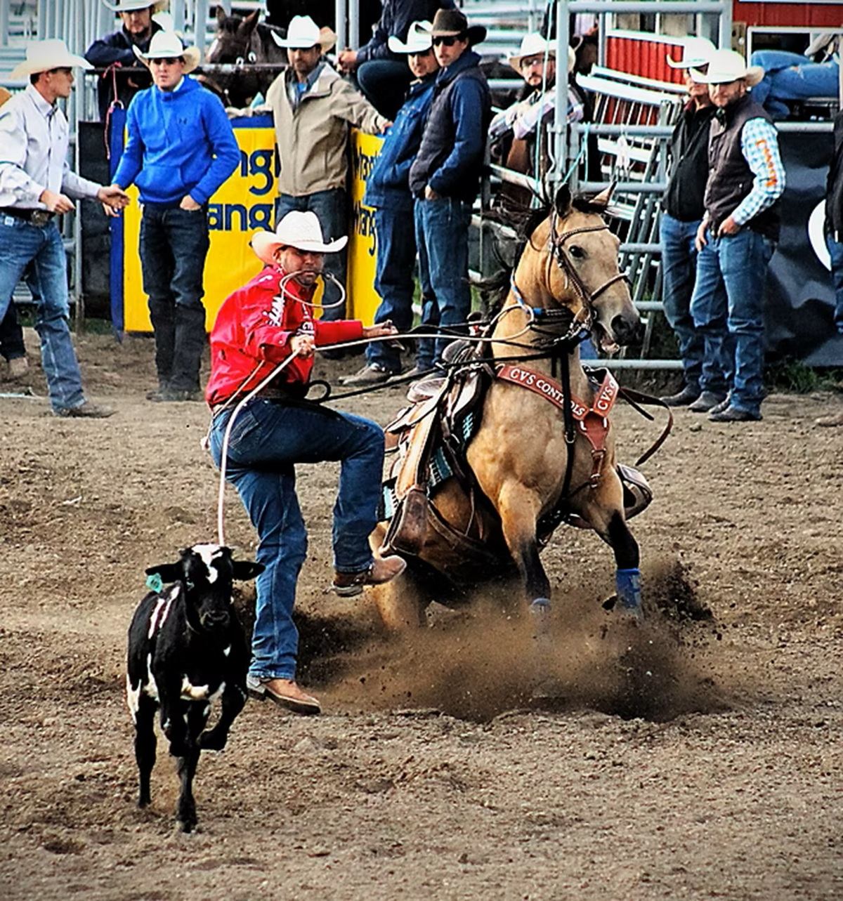 Rodeo competitor on horseback swings lasso toward running calf before spectators in stands.