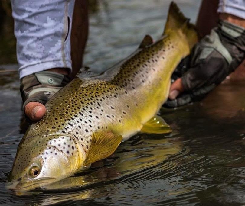 Close up of a spotted fish being released into the water.
