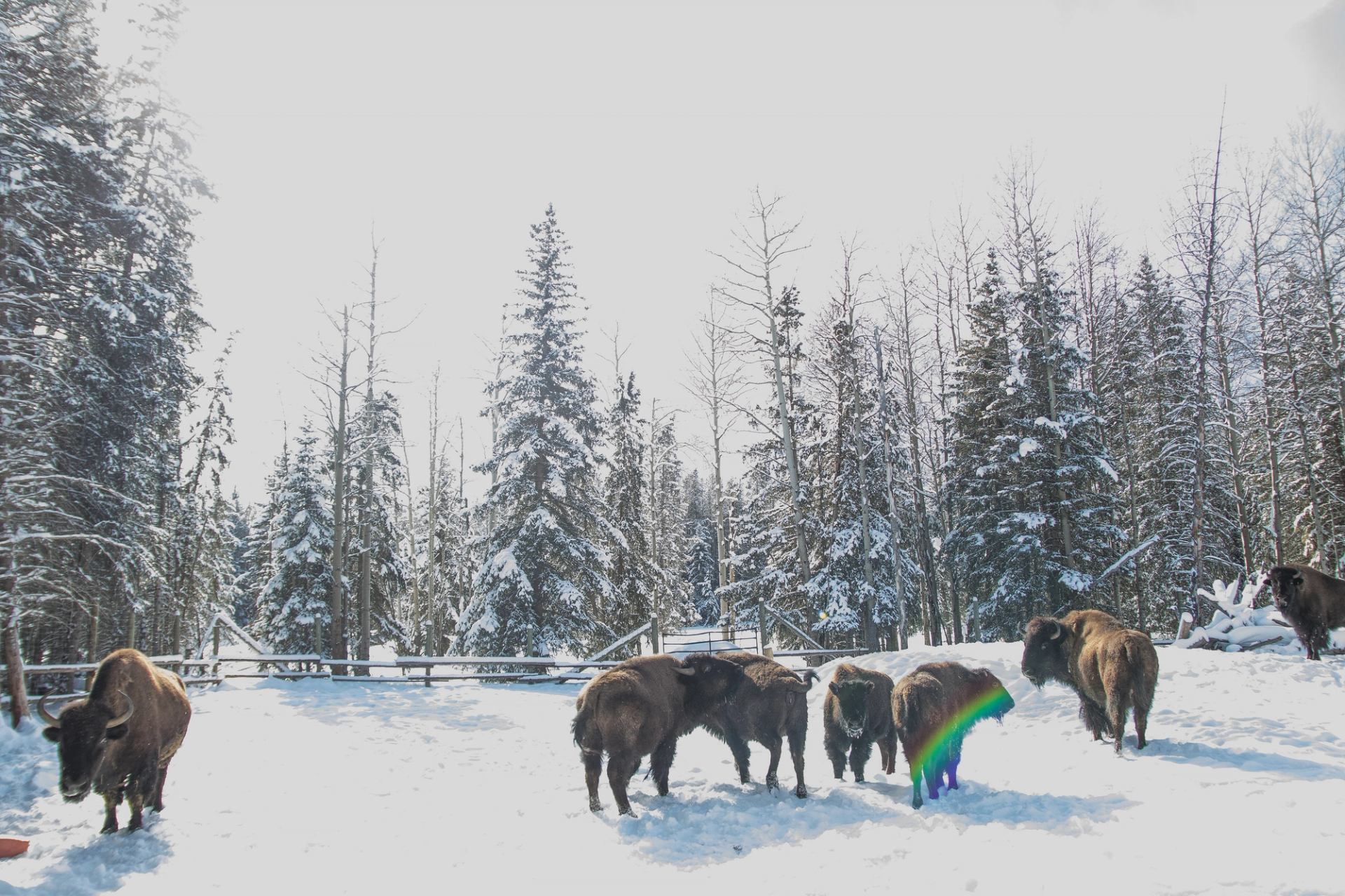 Bison herd standing in a snowy clearing surrounded by frosted trees.