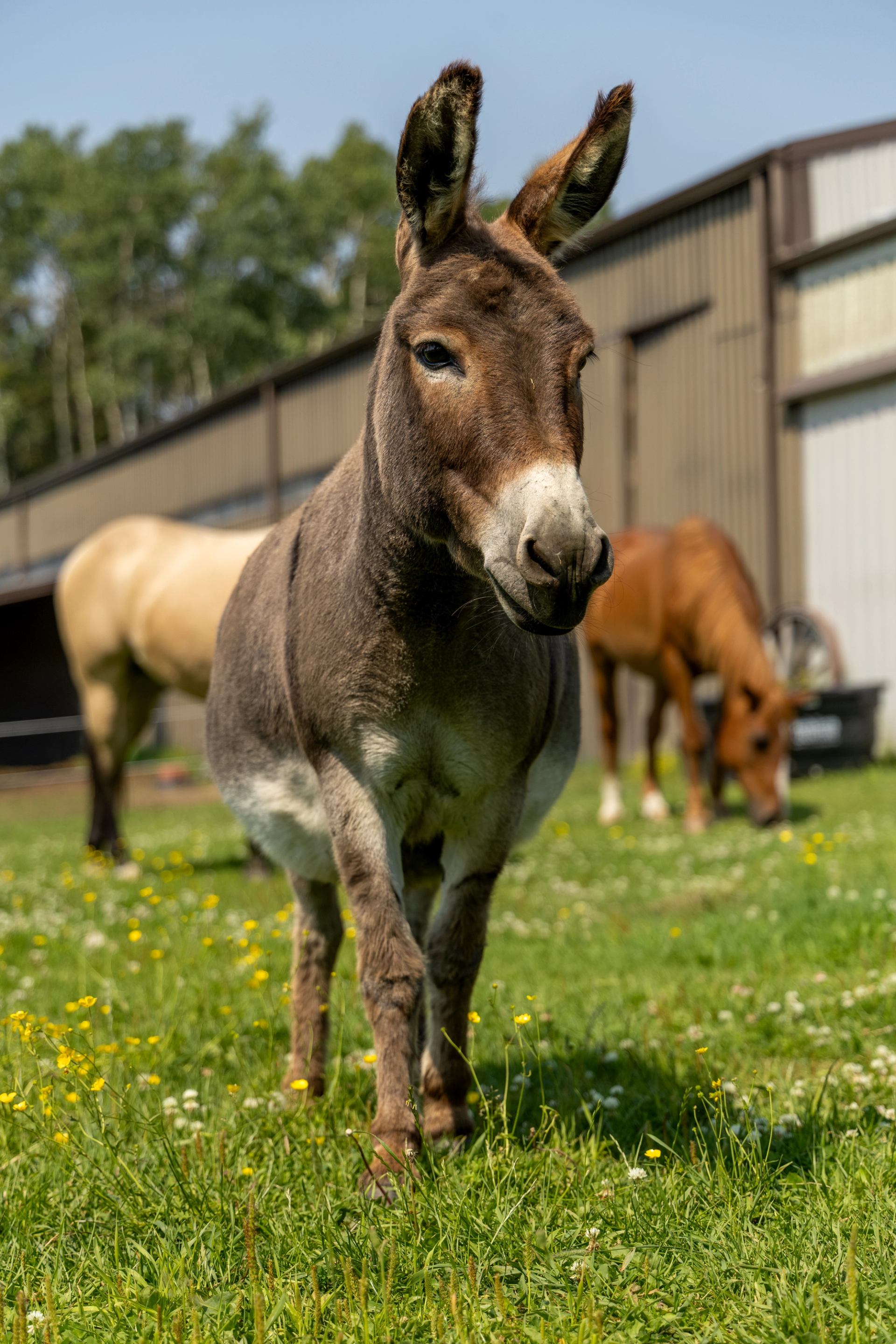 Grey donkey stands in a flowered pasture with two grazing horses behind.