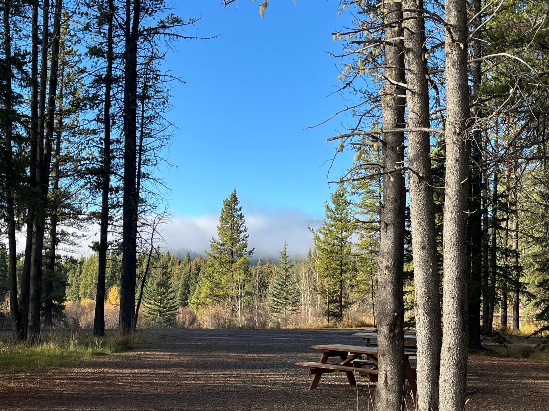 Forest clearing with picnic table, tall trees and distant hills under blue sky.