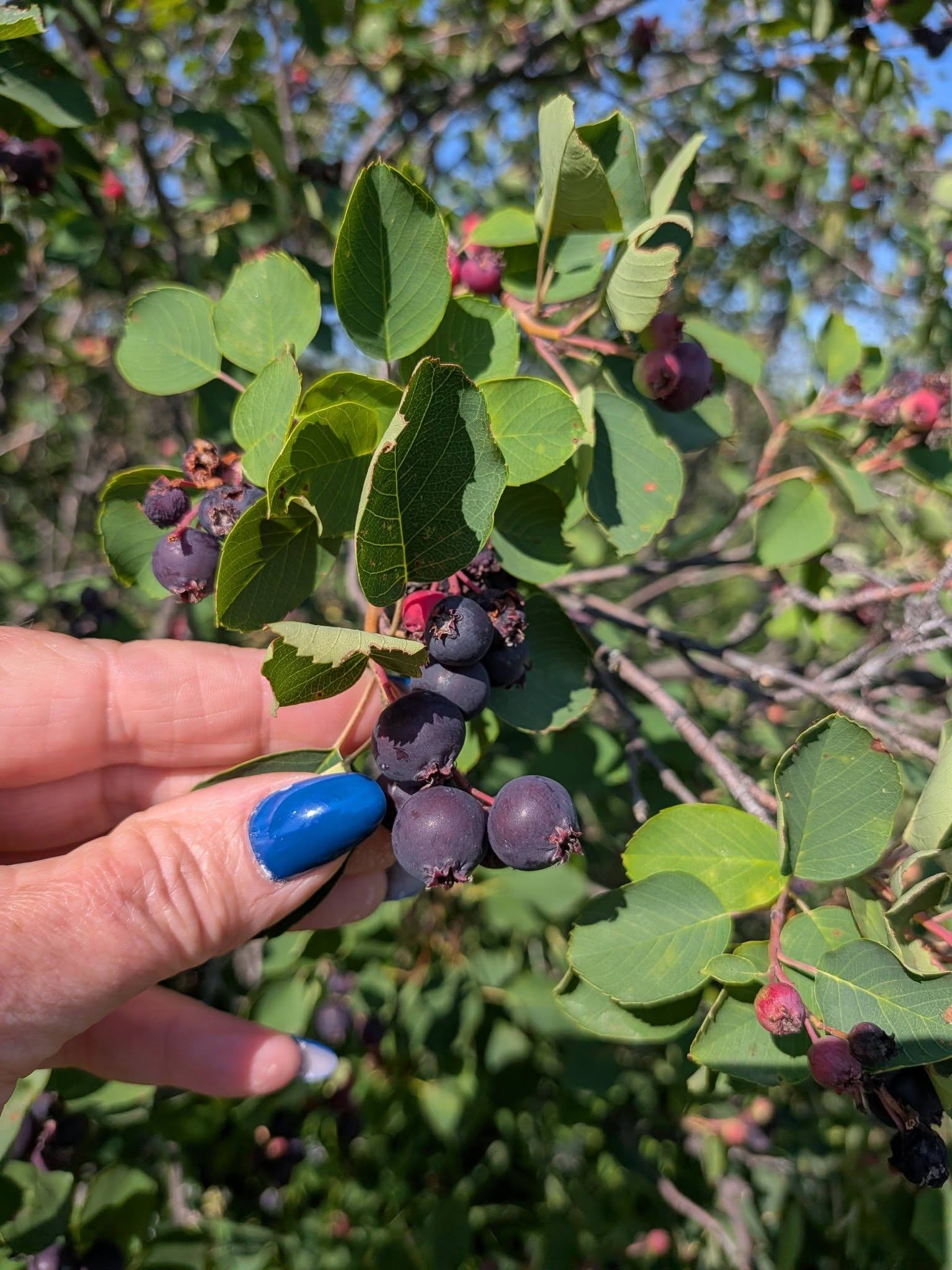 A hand holds a cluster of ripe berries growing on a leafy branch in sunlight.