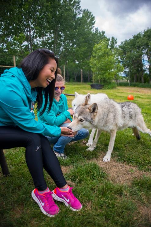 Two women feeding wolf dogs outside.