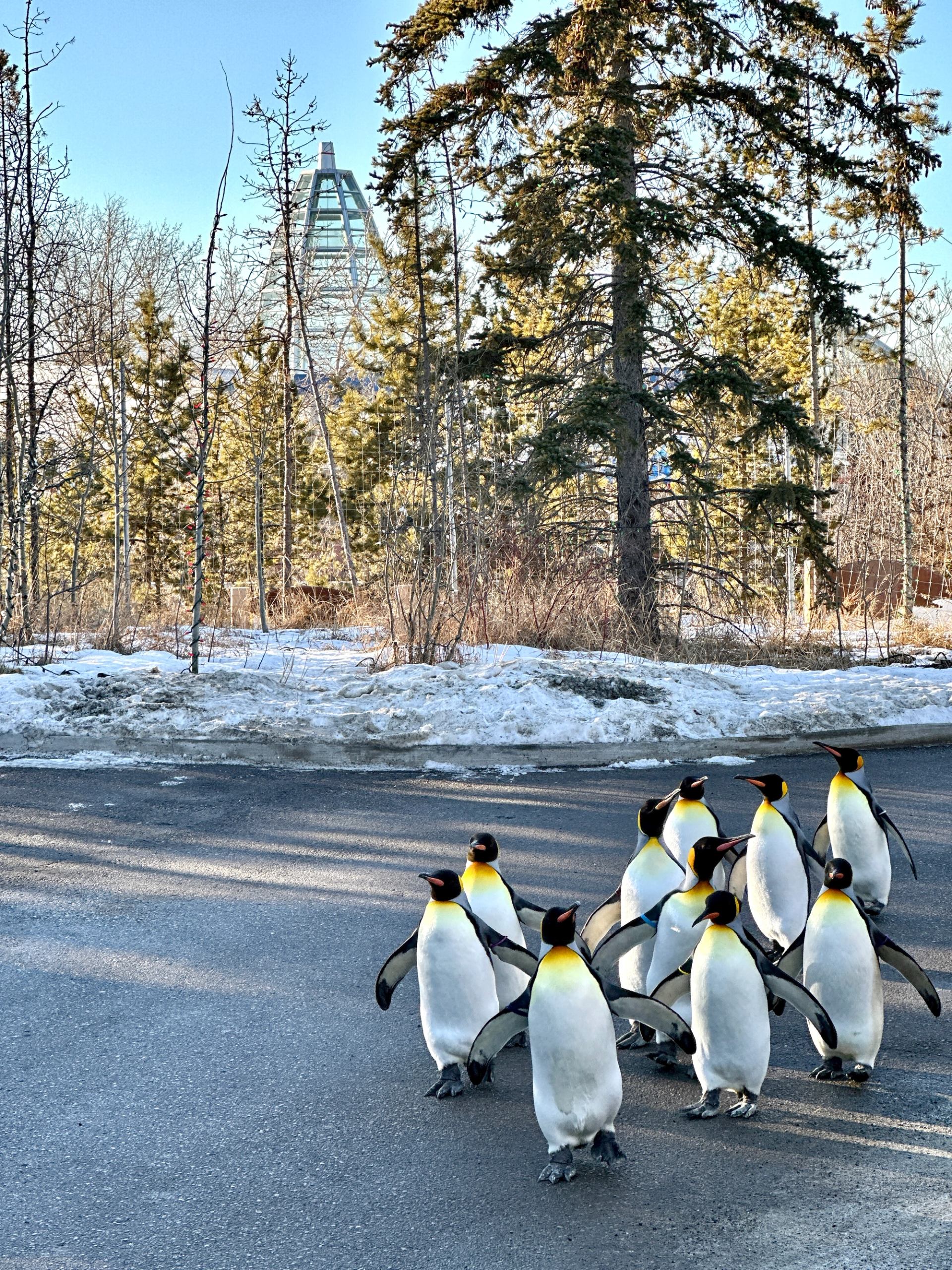 A group of king penguins waddling together along a snowy zoo pathway during a winter walk.