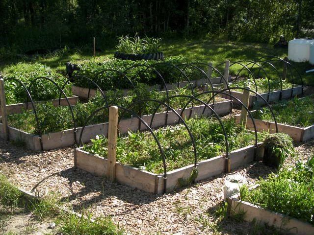 Vegetable garden