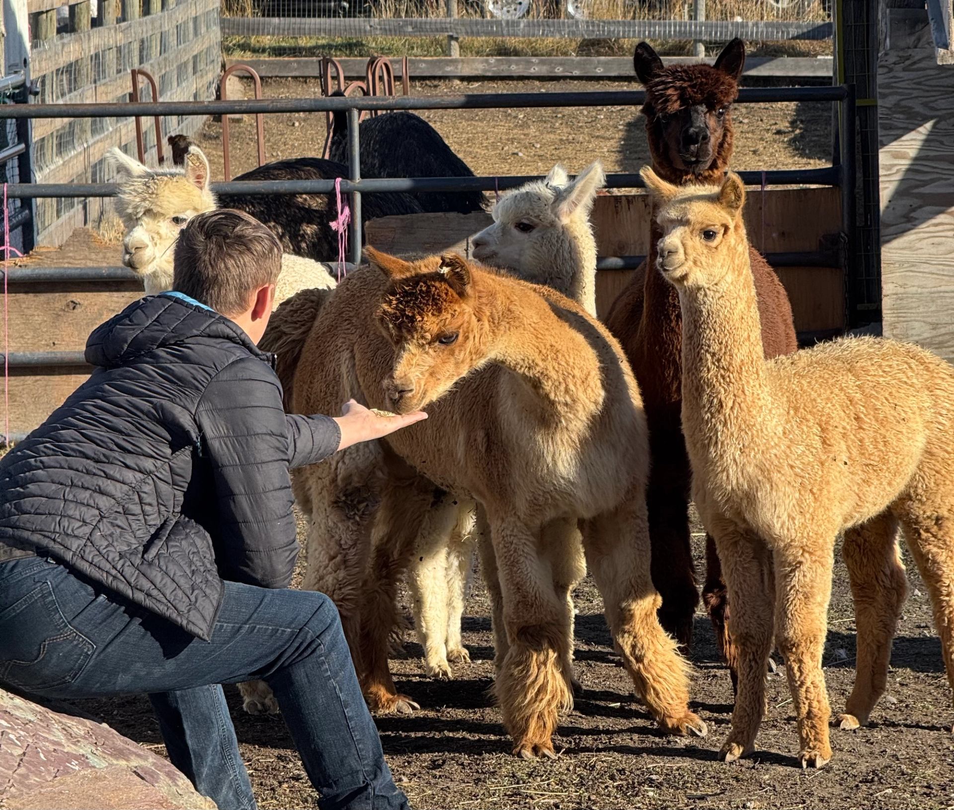 A group of alpacas gathered around a person offering a hand to them.