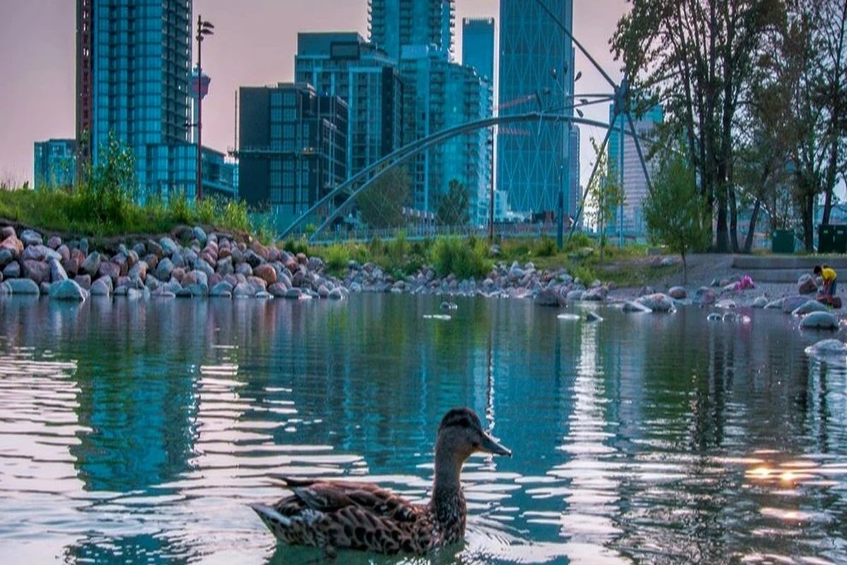 Duck swims in a rocky urban pond beneath highrise buildings and arched structures.