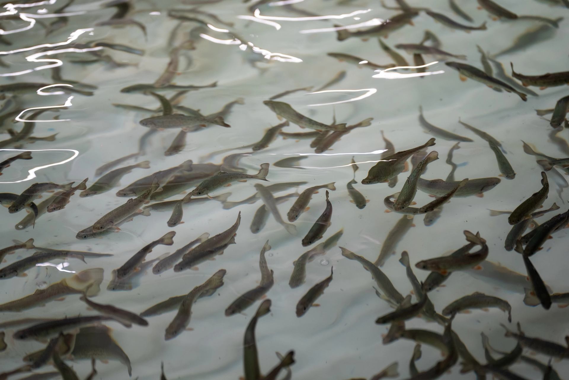 Many small fish swimming together in clear water at Fishtival.